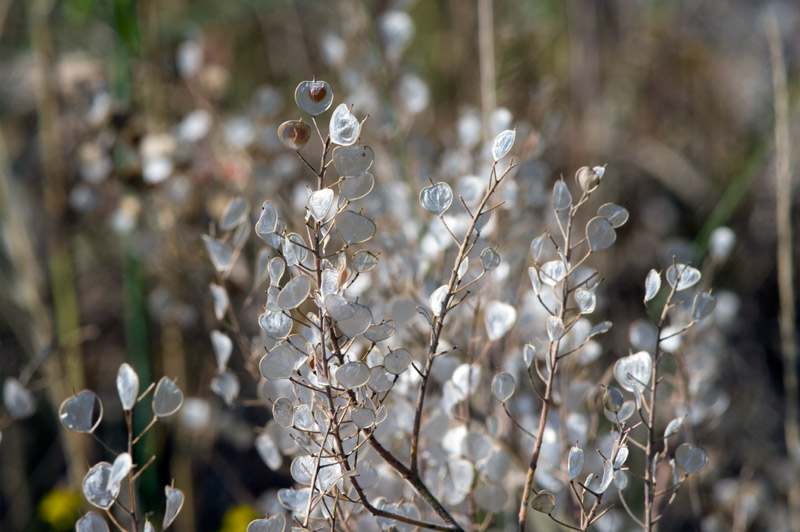 E'' possibile identificarla ? Alyssum sp.